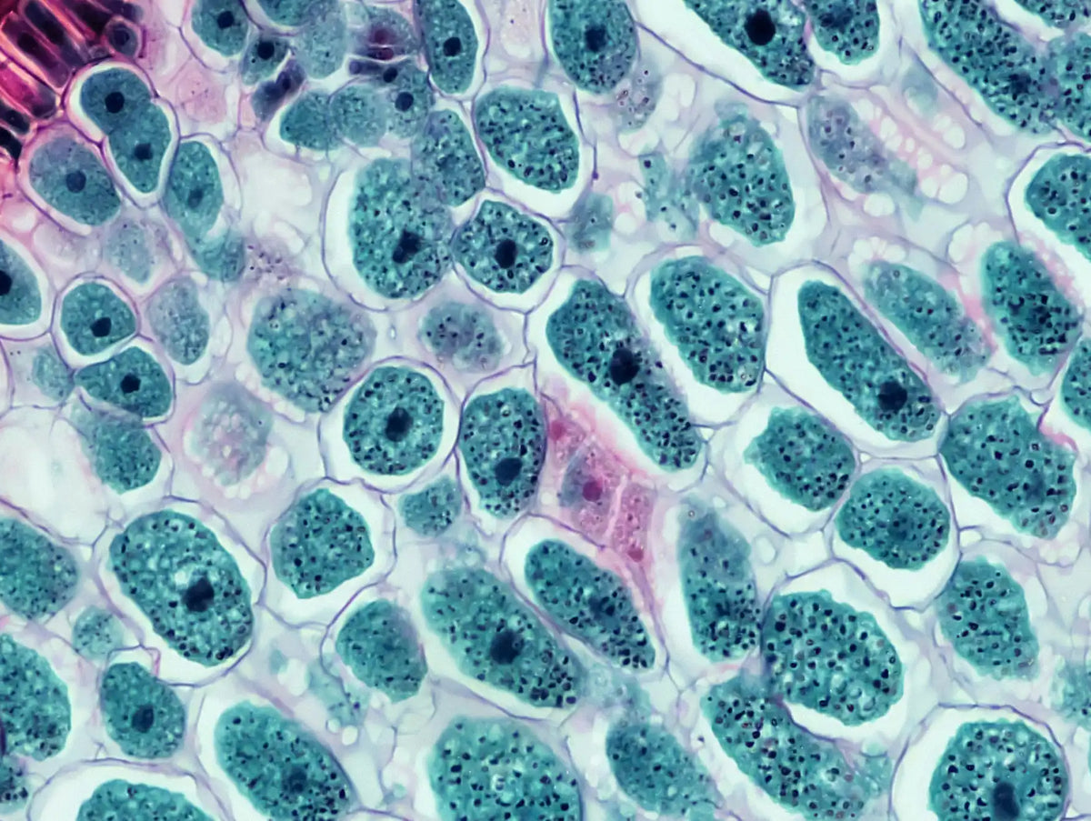 Quel complément alimentaire pour sa santé intestinale choisir. Photo de cellules vivantes pour les intestins
