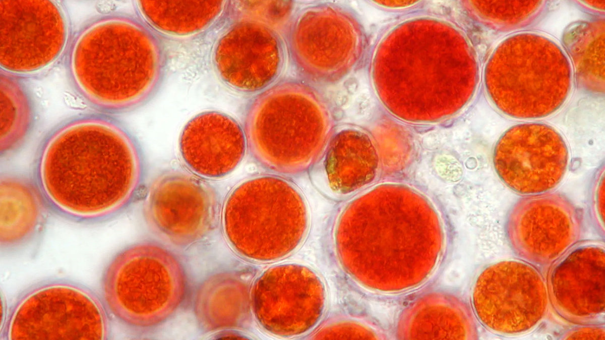 L'astaxanthine : quels bienfaits ? Ce que dit la science