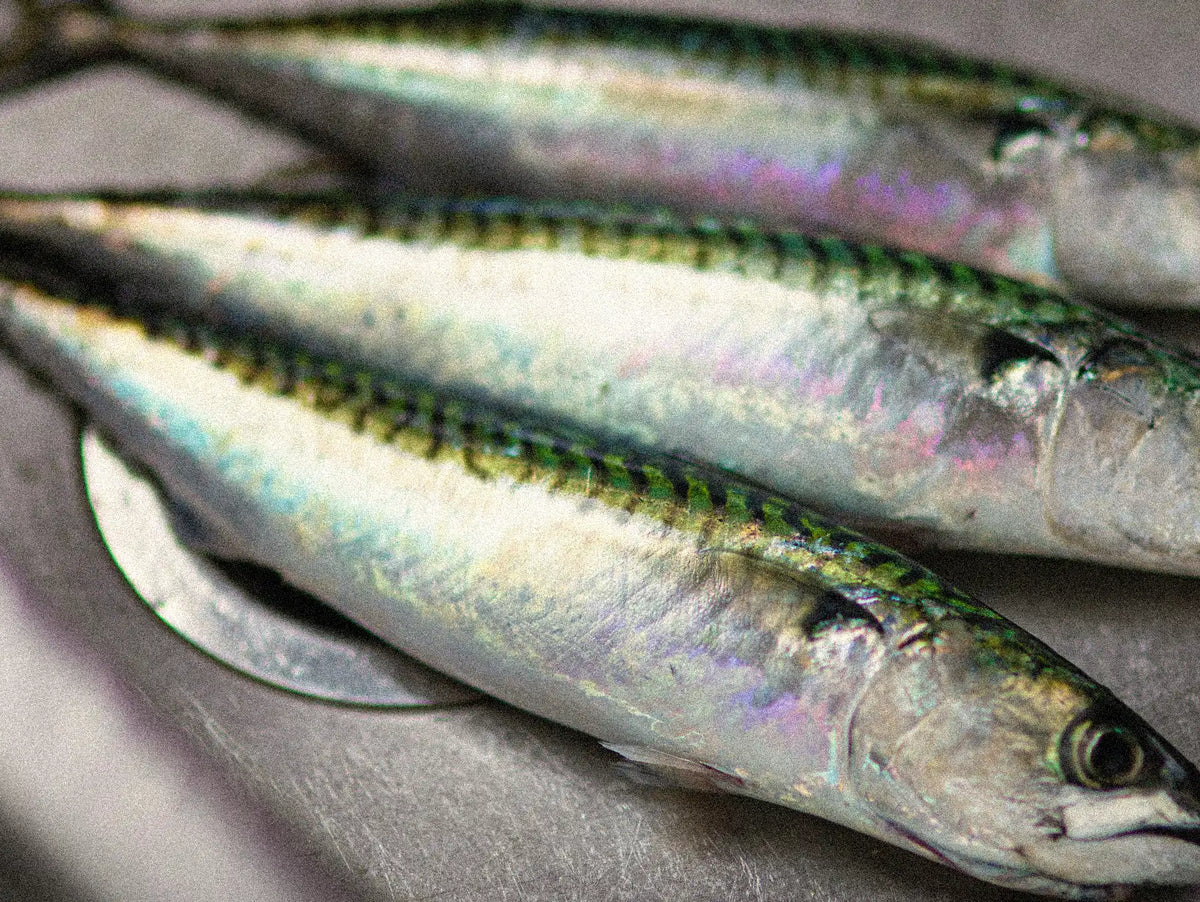 Sardines fraîches, source naturelle d'oméga-3 EPA et DHA