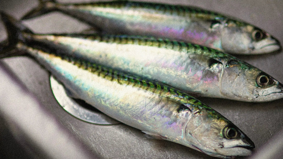 Sardines fraîches, source naturelle d'oméga-3 EPA et DHA