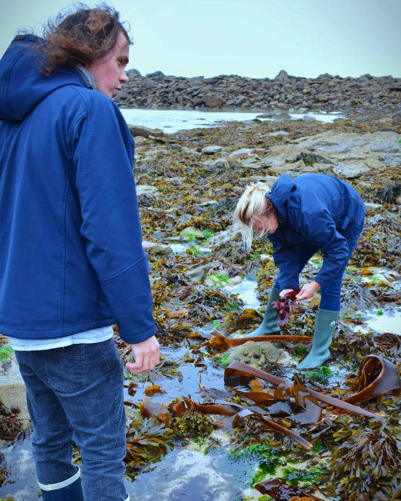 Récolte algue île de molène cosmétologie marine thaleis