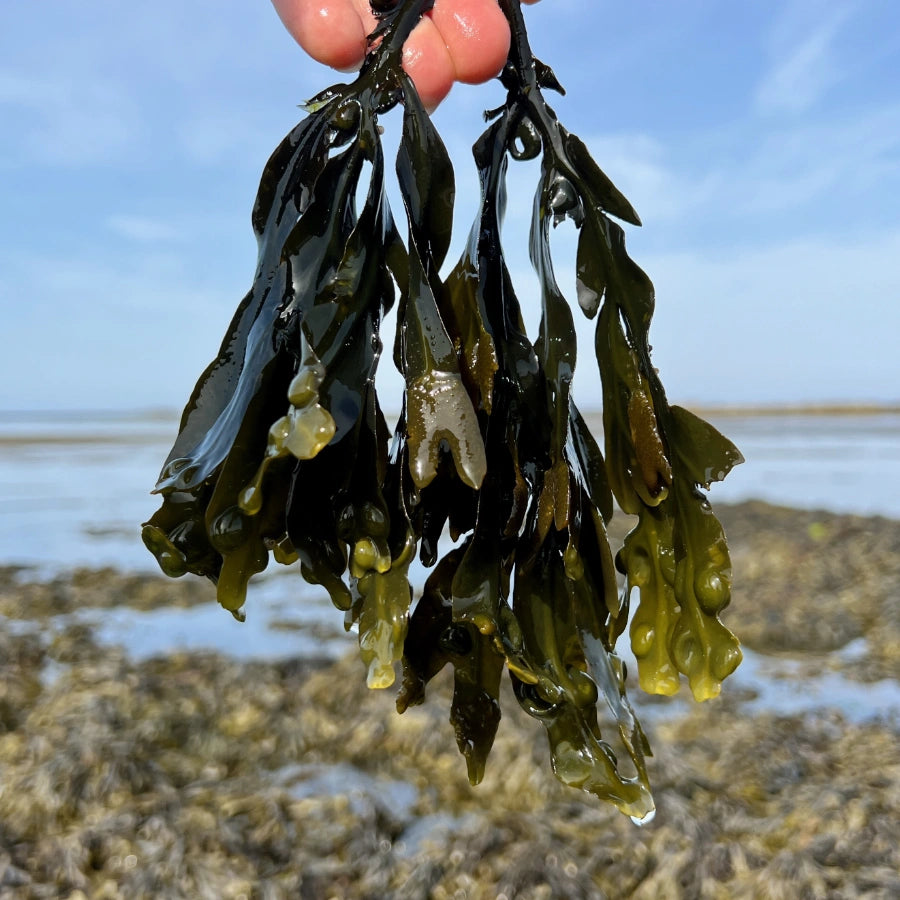 Fucus vesiculosus - actif marin de l'ile de molène pour nos cosmétiques