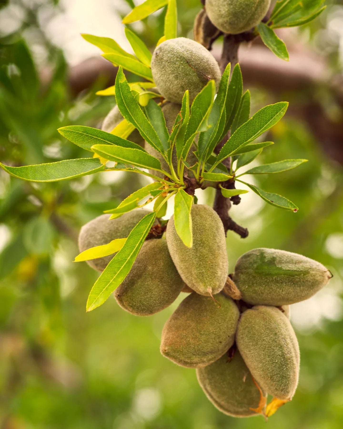 Amandes, source naturelle de l’huile d’amande douce utilisée dans les cosmétiques Thaléïs Océan. Une huile végétale sélectionnée pour ses propriétés nourrissantes et adoucissantes dans nos soins visage d’origine naturelle.