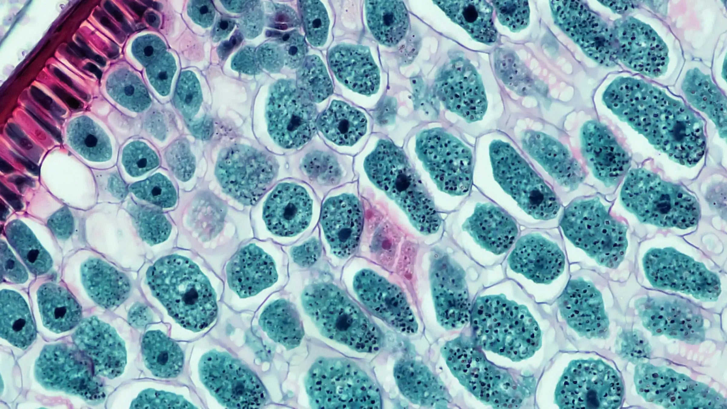 Quel complément alimentaire pour sa santé intestinale choisir. Photo de cellules vivantes pour les intestins