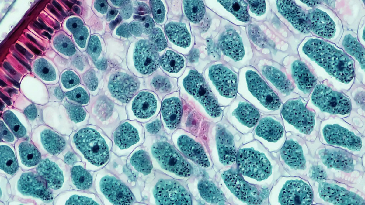 Quel complément alimentaire pour sa santé intestinale choisir. Photo de cellules vivantes pour les intestins