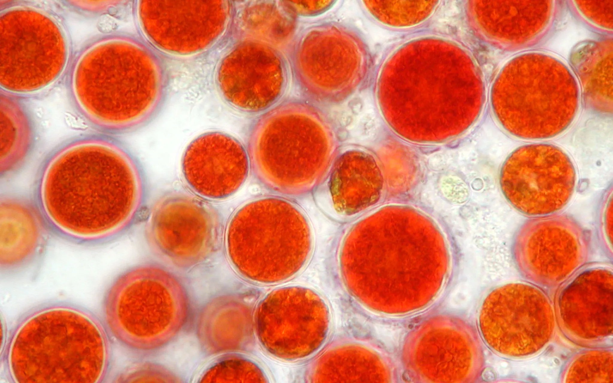 L'astaxanthine : quels bienfaits ? Ce que dit la science