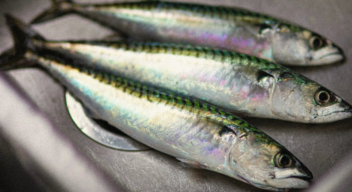Sardines fraîches, source naturelle d'oméga-3 EPA et DHA