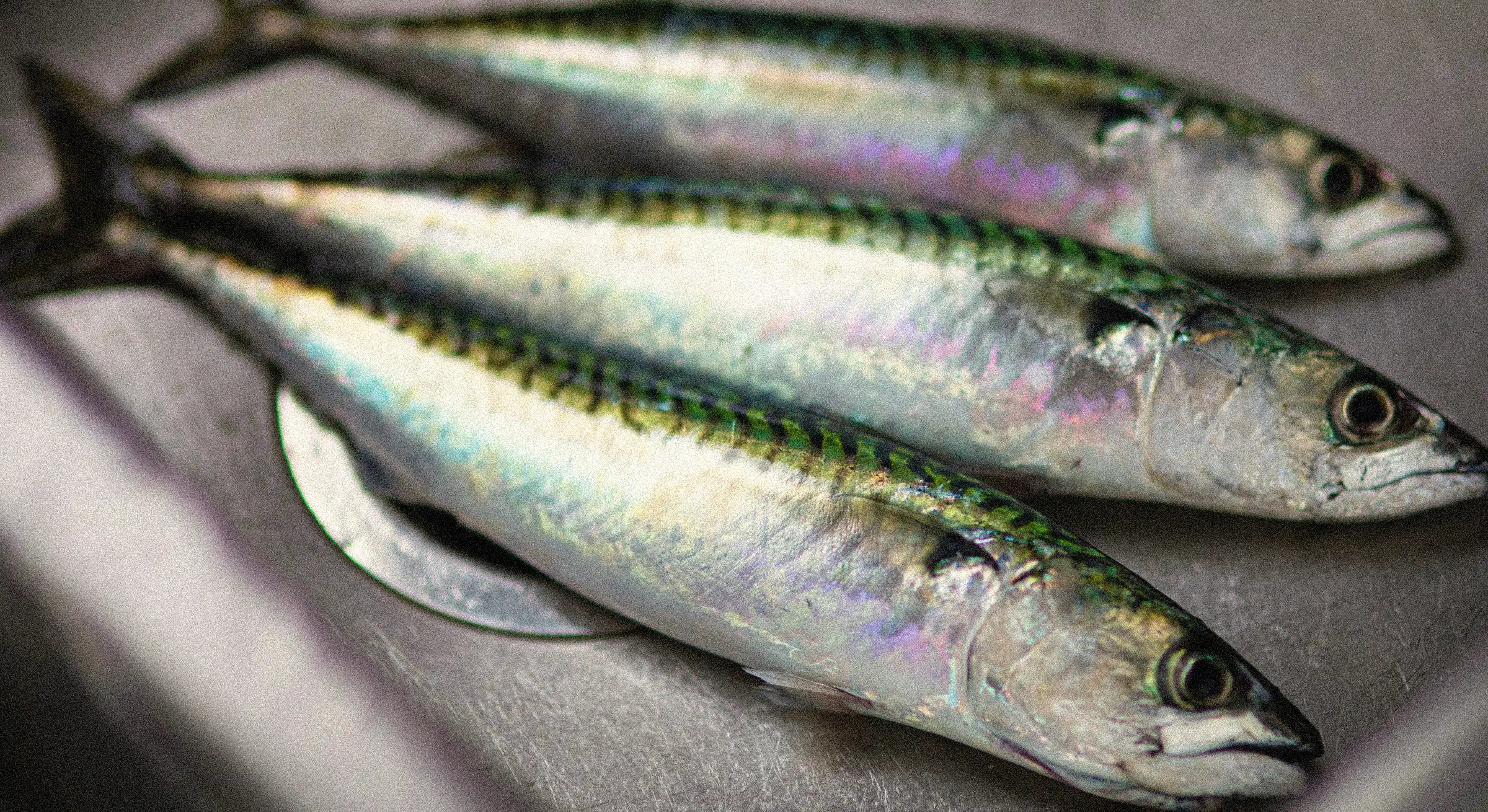 Sardines fraîches, source naturelle d'oméga-3 EPA et DHA