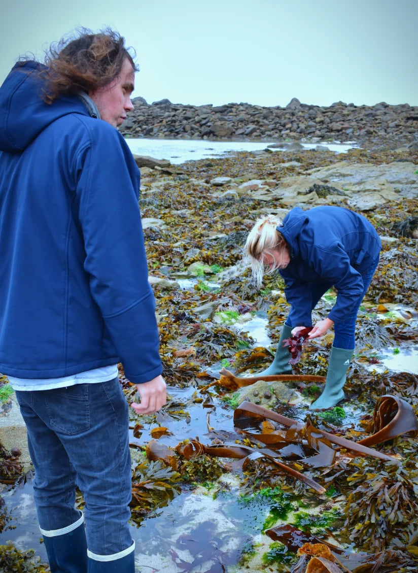Récolte algue île de molène cosmétologie marine thaleis