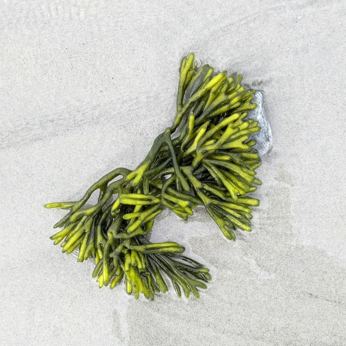 Algues sur fond sable : portez la voix de votre influence pour l'océan