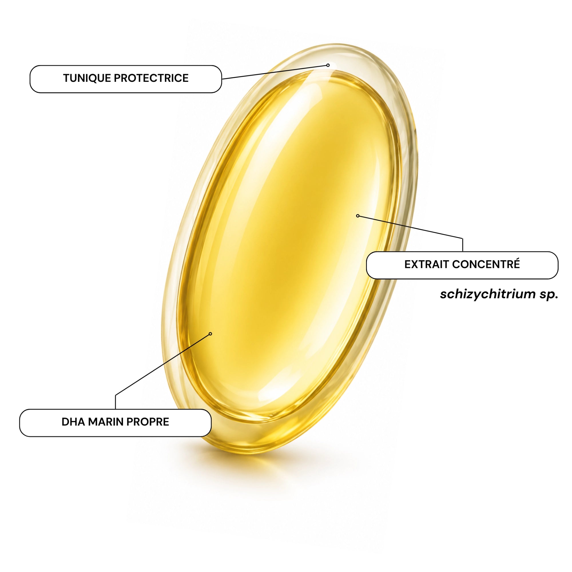 Capsule d’oméga-3 DHA marin Thaléïs Océan, composée d’un extrait concentré de la microalgue Schizochytrium sp. et d’une tunique protectrice, illustrant une source marine de DHA issue des microalgues propre et durable