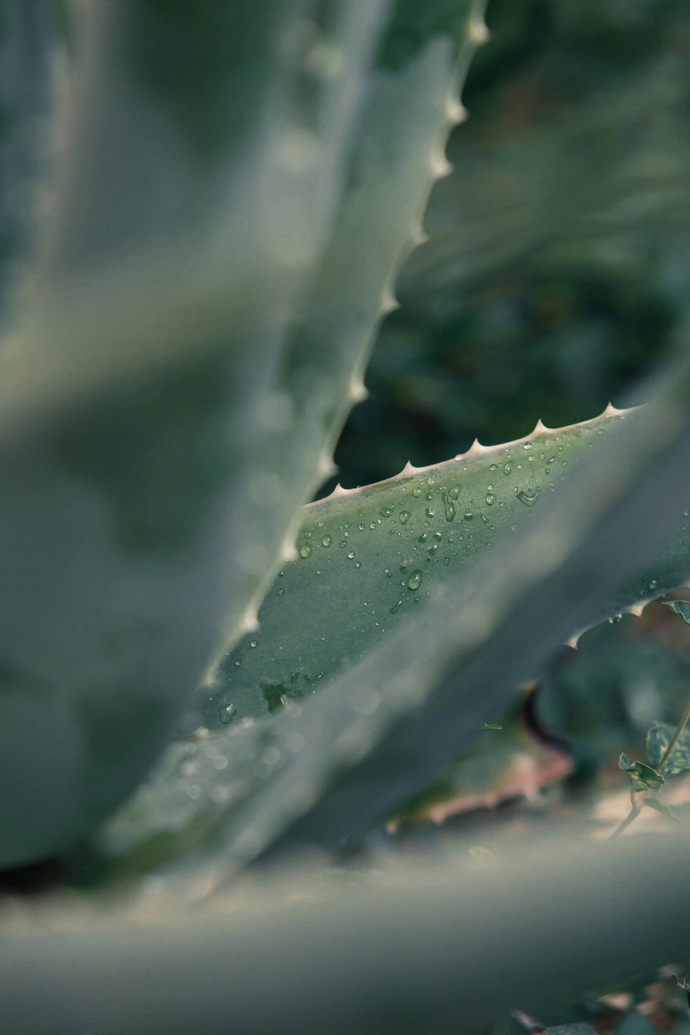 aloe vera hydratant et repulpant
