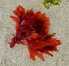 Palmaria Palmata