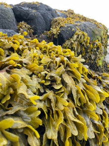 Fucus bio de Molène