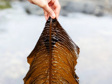 Alaria Esculenta