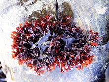 Chondrus Crispus