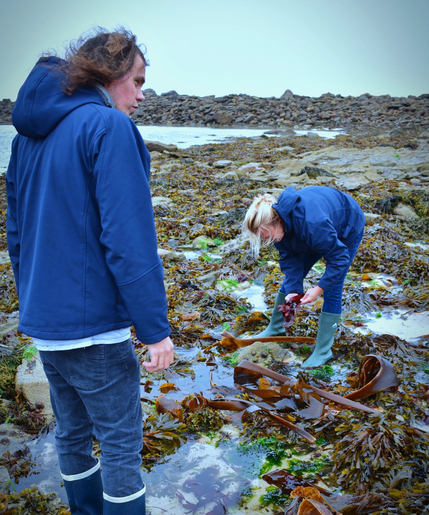 Récolte algue île de molène cosmétologie marine thaleis
