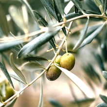 Huile d'olive vierge extra bio