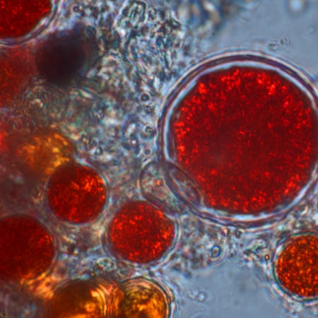 Haematoccocus pluvialis - ingrédient complément alimentaire astaxanthine