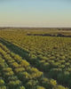 Récolte amande douce pour cosmétique bio